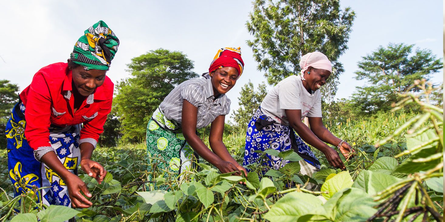 Farmers in Eastern Kenya to earn USD40m from exports of green grams