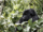 Mountain gorilla, Virunga National Park, DRC, Africa