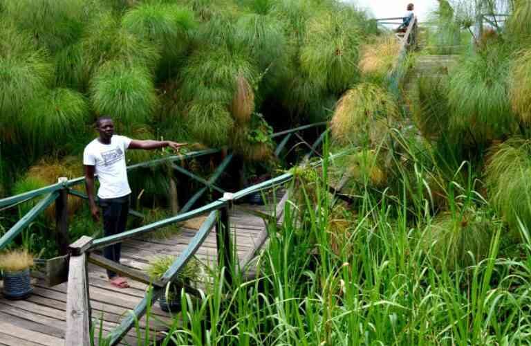 Wetland in Dunga area along Lake Victoria.