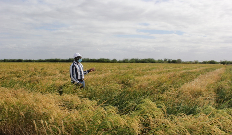 Dr. Sanni Kayode, AATF Rice Project Manager at a Hybrid Rice Farm in Central Kenya Photo Courtesy: AATF