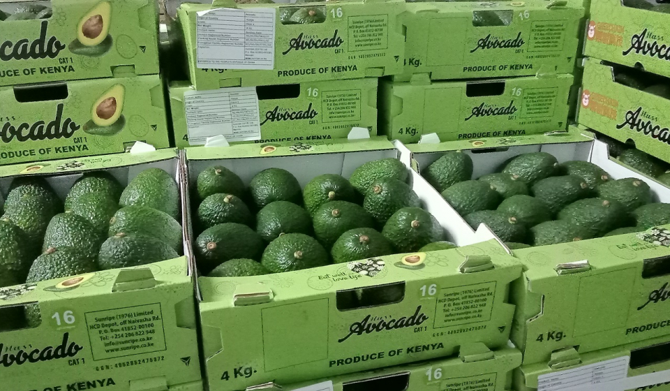 Some of the avocados packed for the export market in China. (Credit_ Tebby Otieno)