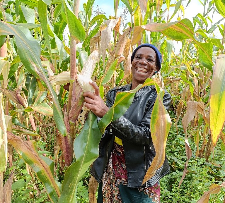JKUAT technology boosts Kenyan maize yield amid drought