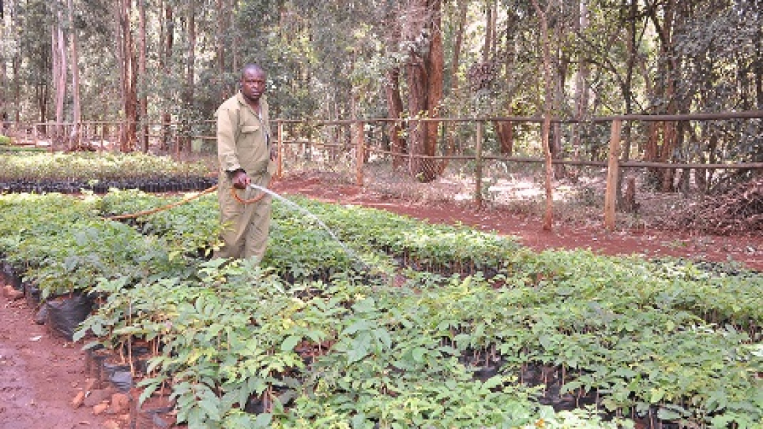 David Njuguna waters indigenous tree seedlings at Karura Forest nursery.