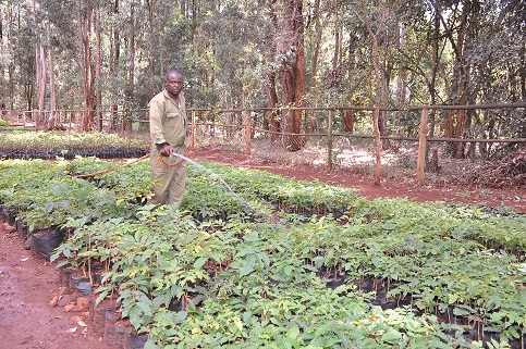 Kenya Forest Service to raise 15 billion tree seedlings in 10 years
