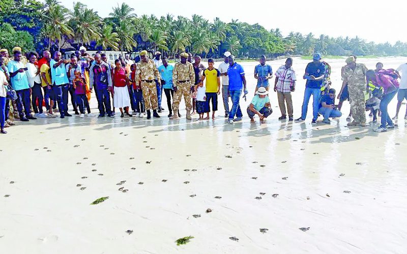Marine stakeholders witness the release of 147 turtles into the sea at Nyali beach while marking World Turtle Day. PHOTO/Jasmine Atieno