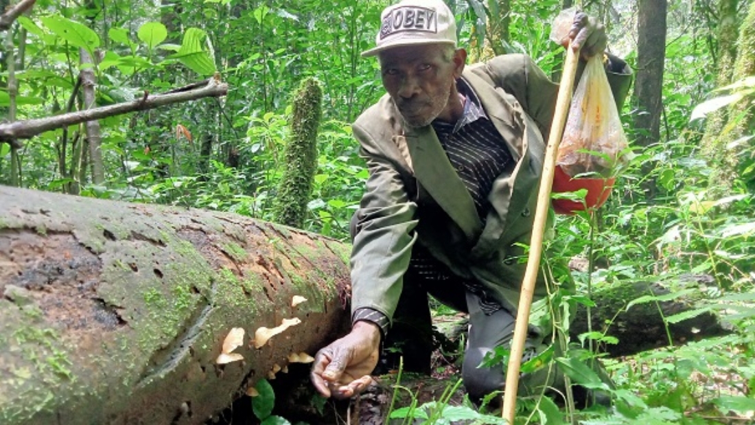 Maurice Otunga collects earwood mushrooms in Kakamega Forest. Otunga  is a prominent collector of mushrooms, which he sells in Kakamega town. Mushrooms are commonly served in high end hotels in Kenya.