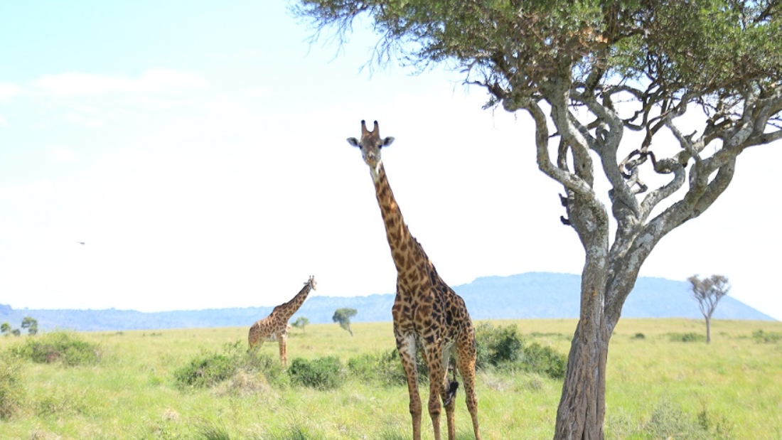 A study indicates that the giraffe is one of the highly targeted species because of its size and other cultural demands.