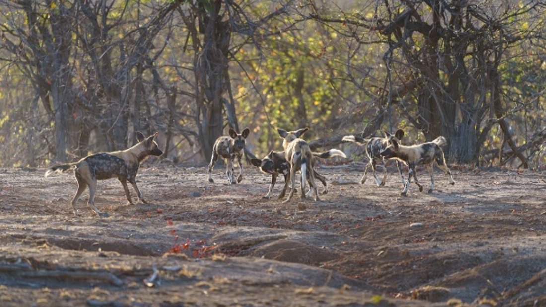 A pack of wild dogs in one of Transfrontier Conservation Areas in Southern Africa- Photo Credit | International Union for Conservation of Nature ESARO/Bad Rabbit Studio
