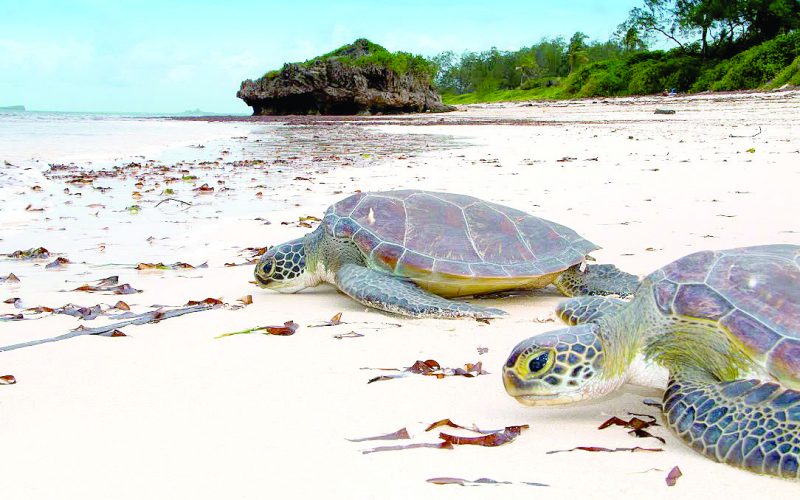 Turtles seen at Coconut Beach Lodge. PHOTO/Jasmine Atieno